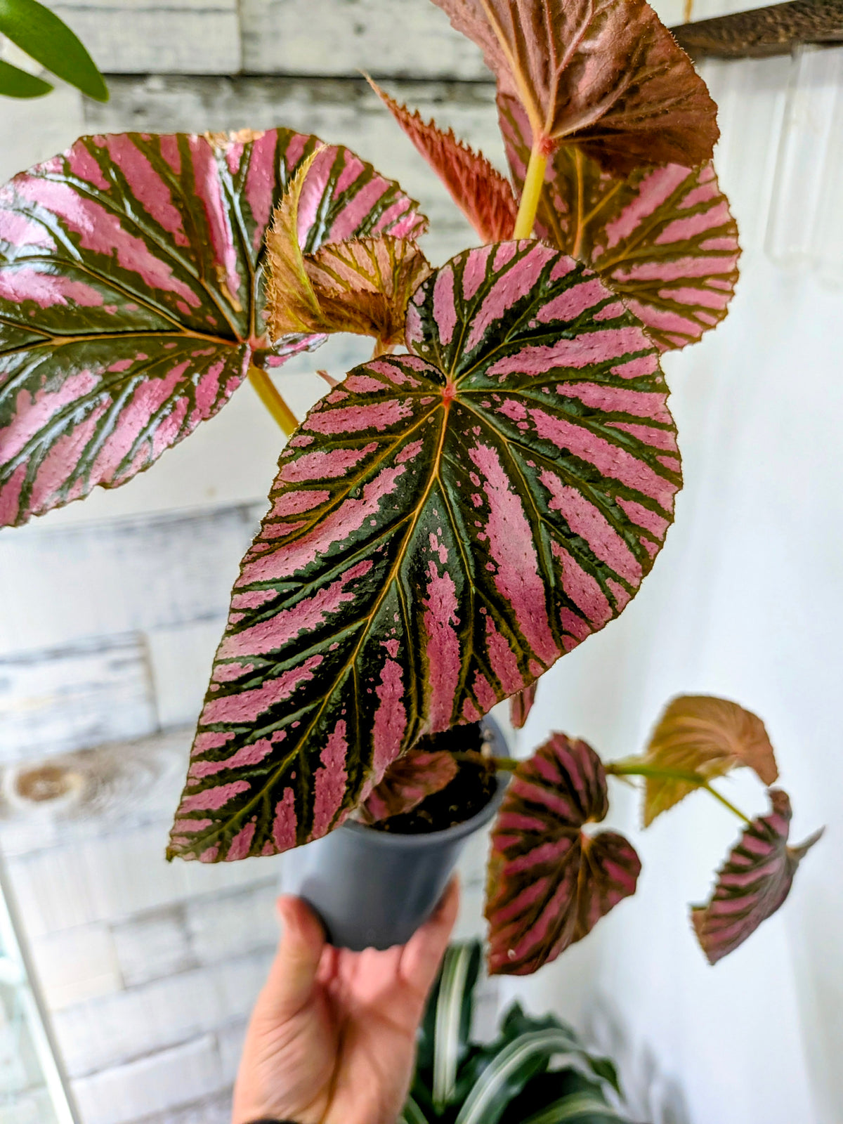 Begonia Brevirimosa 🌿🩷