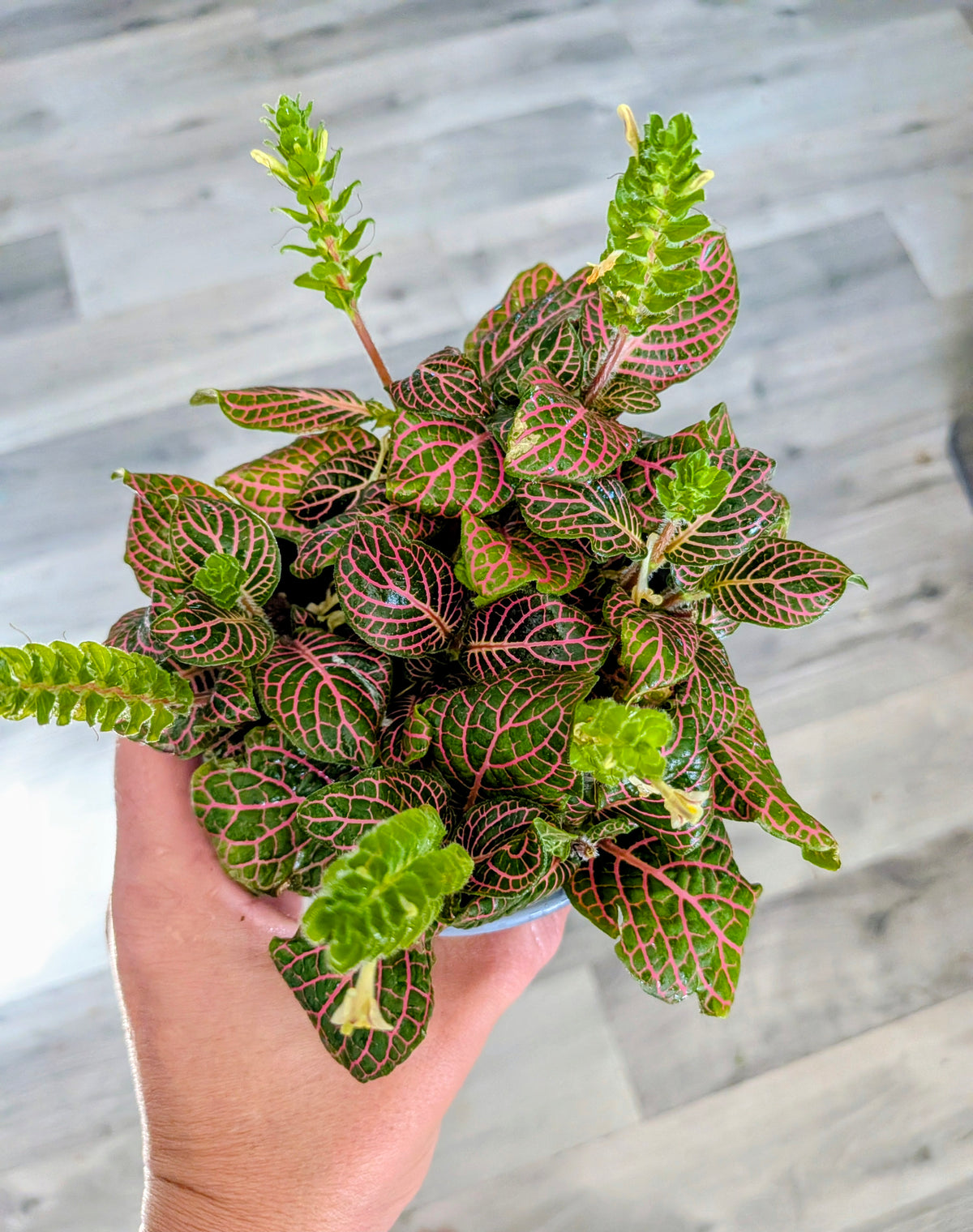 Fittonia Albivenis (Nerve Plant)