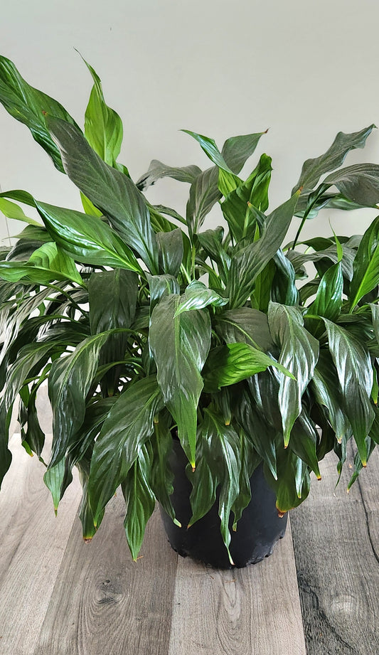 Peace Lily (Spathiphyllum)