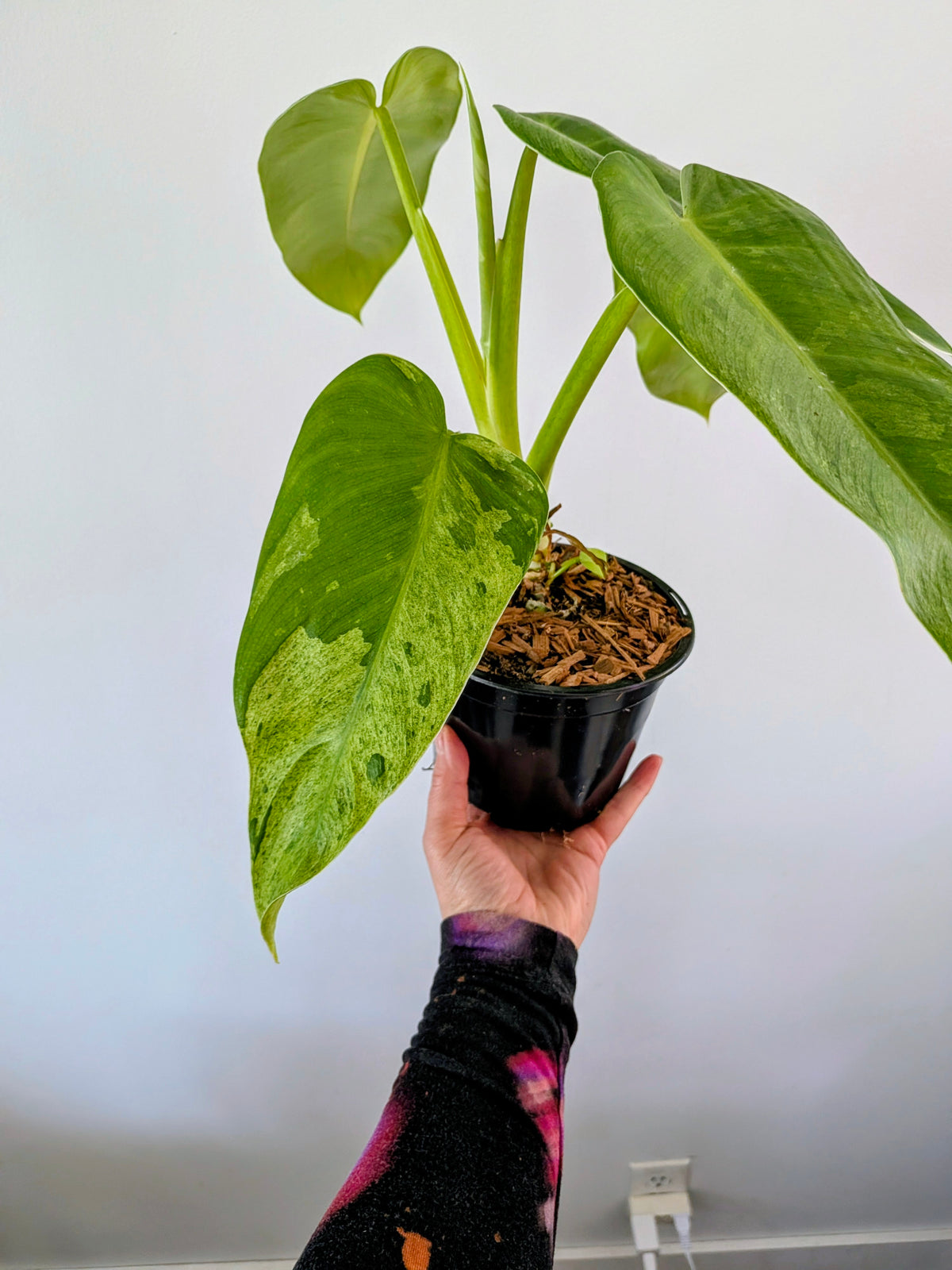 Philodendron Jose Bueno Variegated