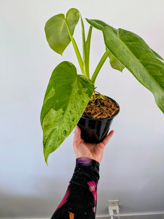 Philodendron Jose Bueno Variegated