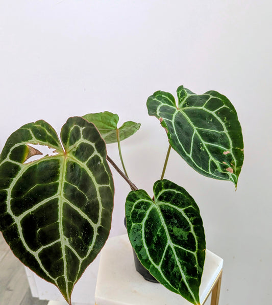Anthurium Clarinervium