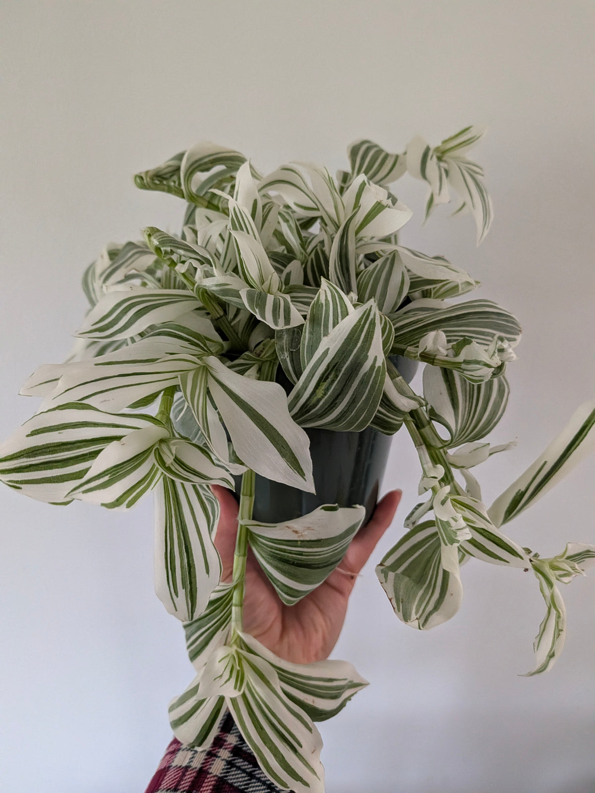 Tradescantia Pistachio White