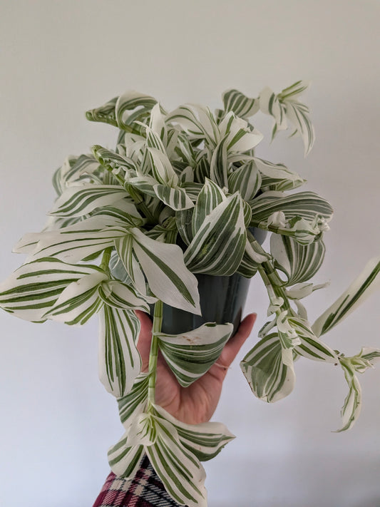 Tradescantia Pistachio White