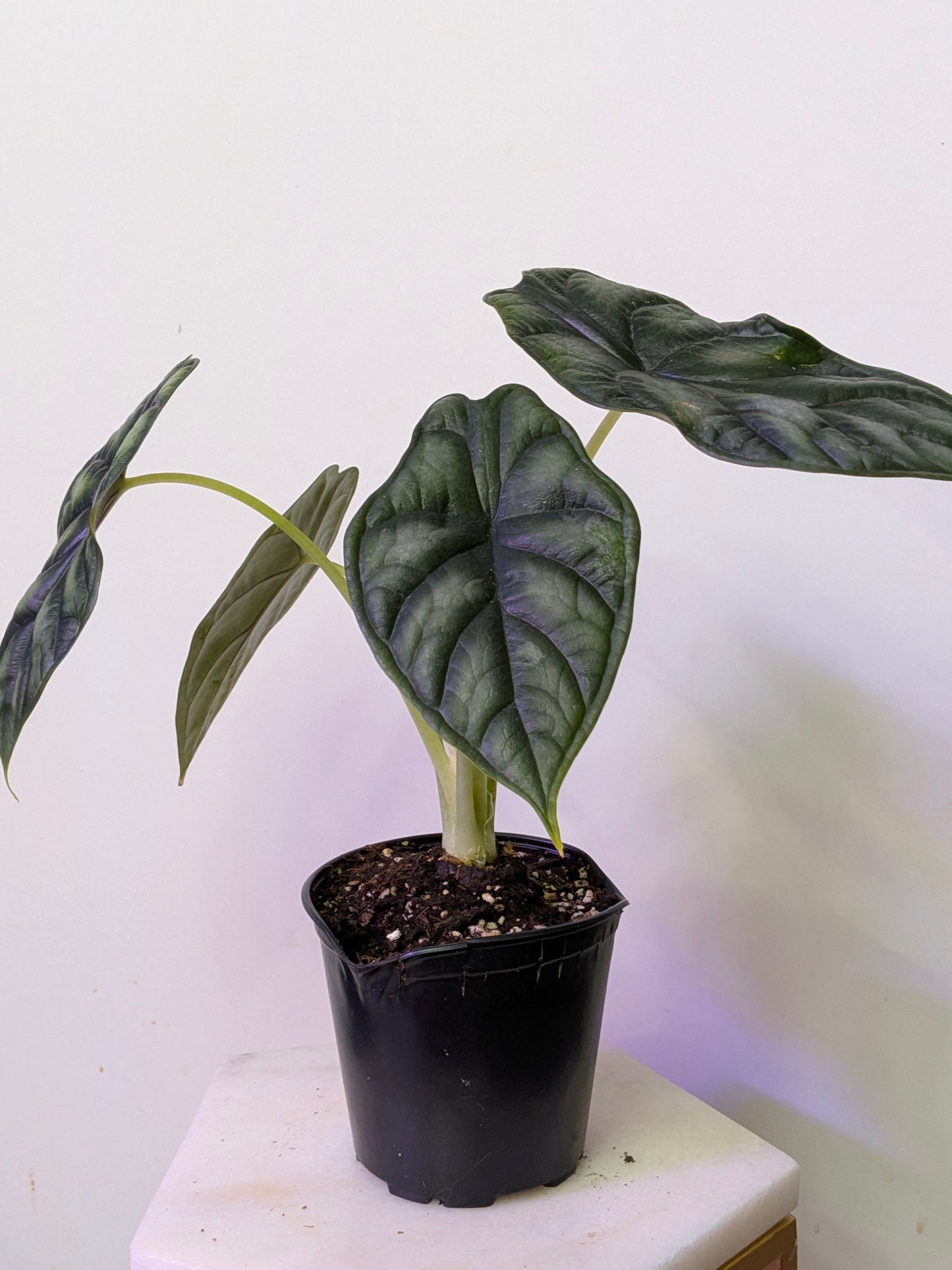 Alocasia Dragon's Scale