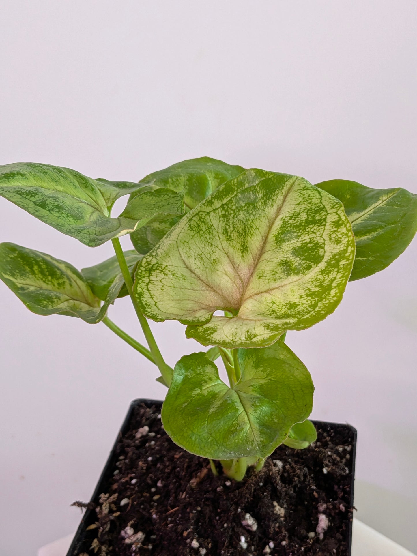 Syngonium "Kiwi"