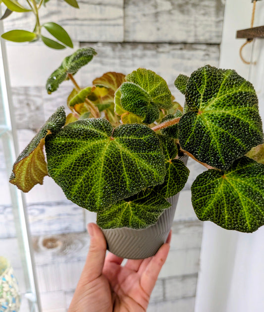 Begonia Soli-Mutata
