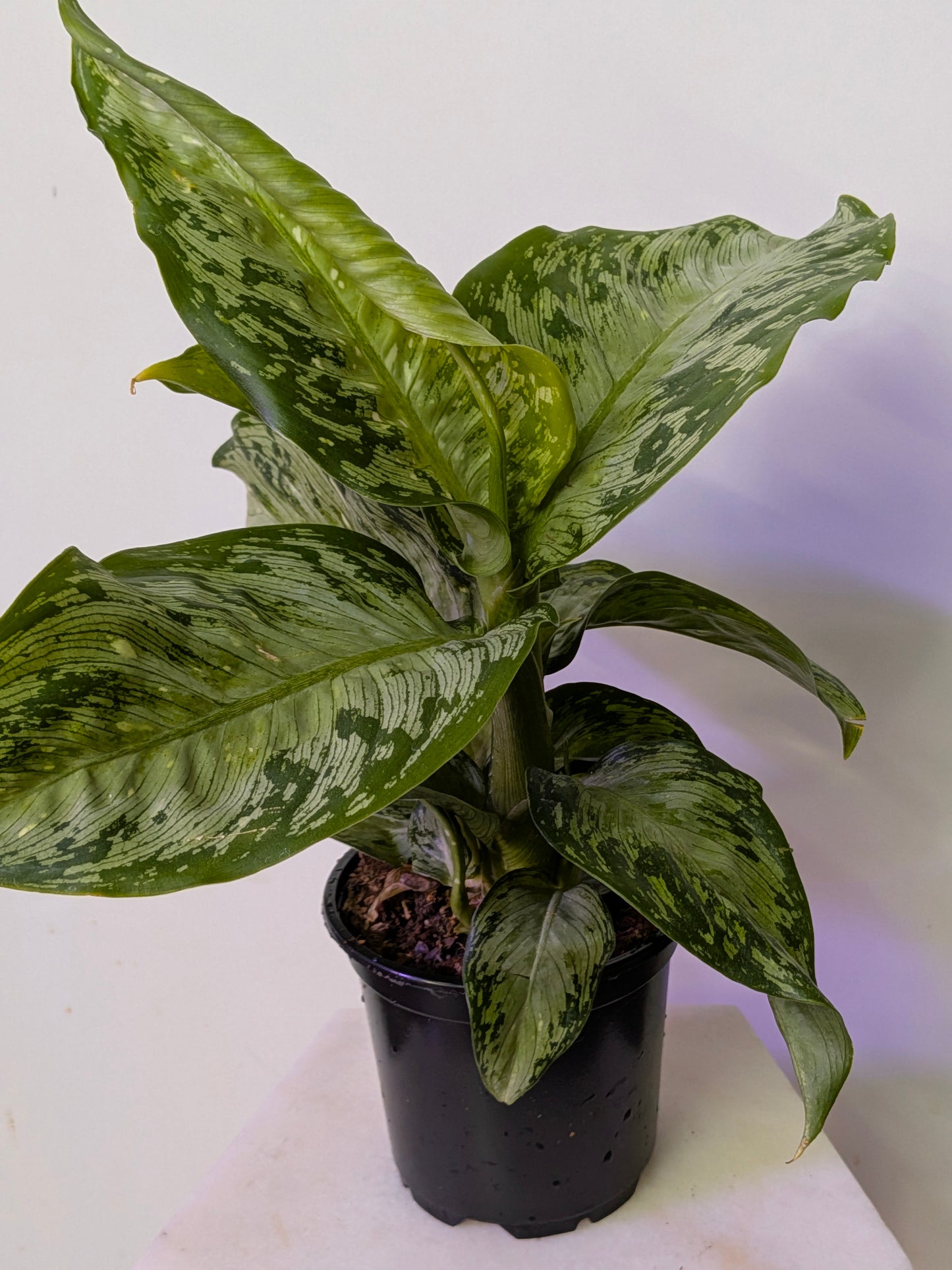 Dieffenbachia "Tiki"