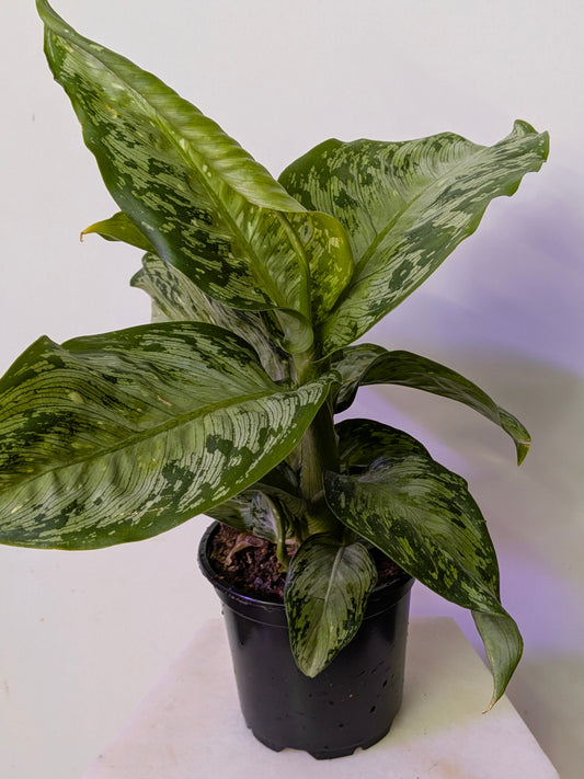 Dieffenbachia "Tiki"