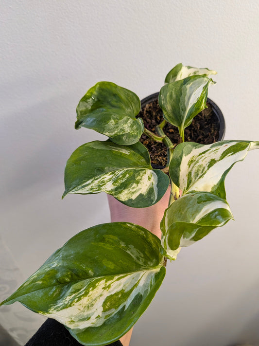 Manjula Pothos (Epipremnum Aureum Manjula)