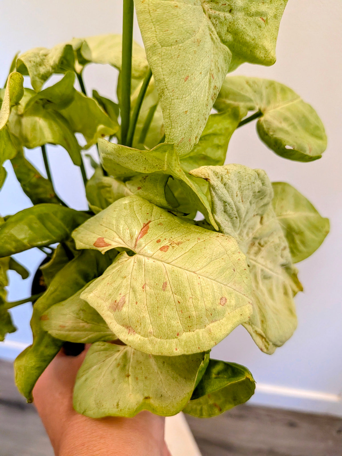Syngonium "Milk Confetti"