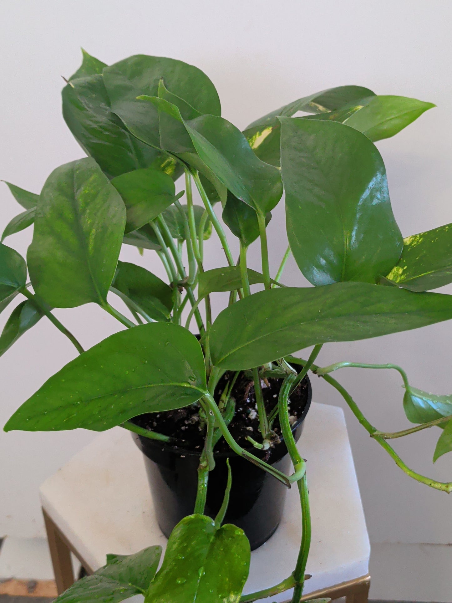 Epipremnum Pinnatum Variegata