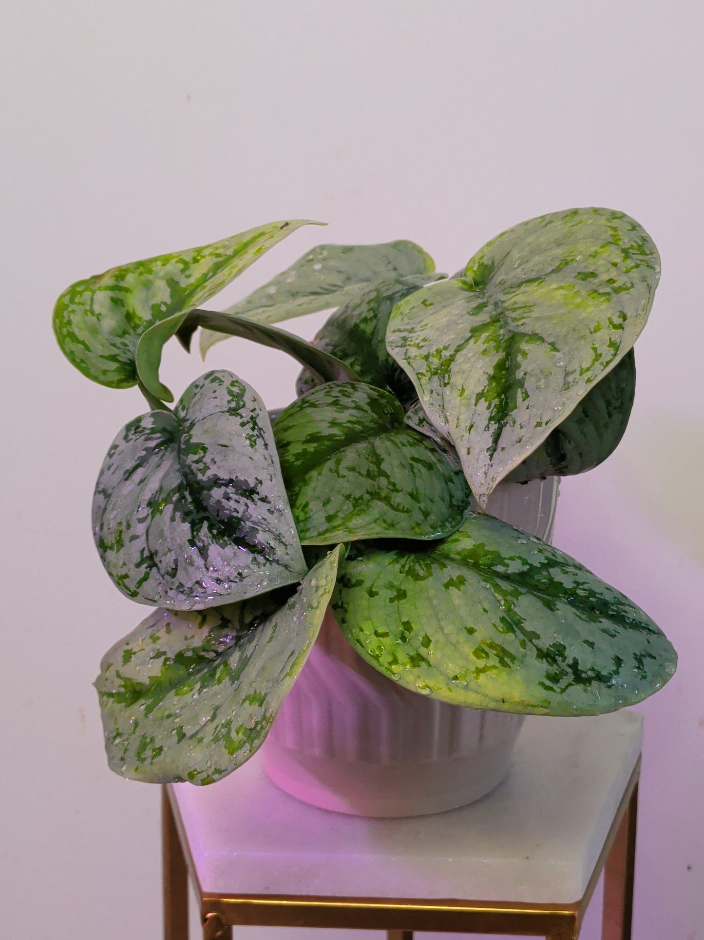 Scindapsus Pictus