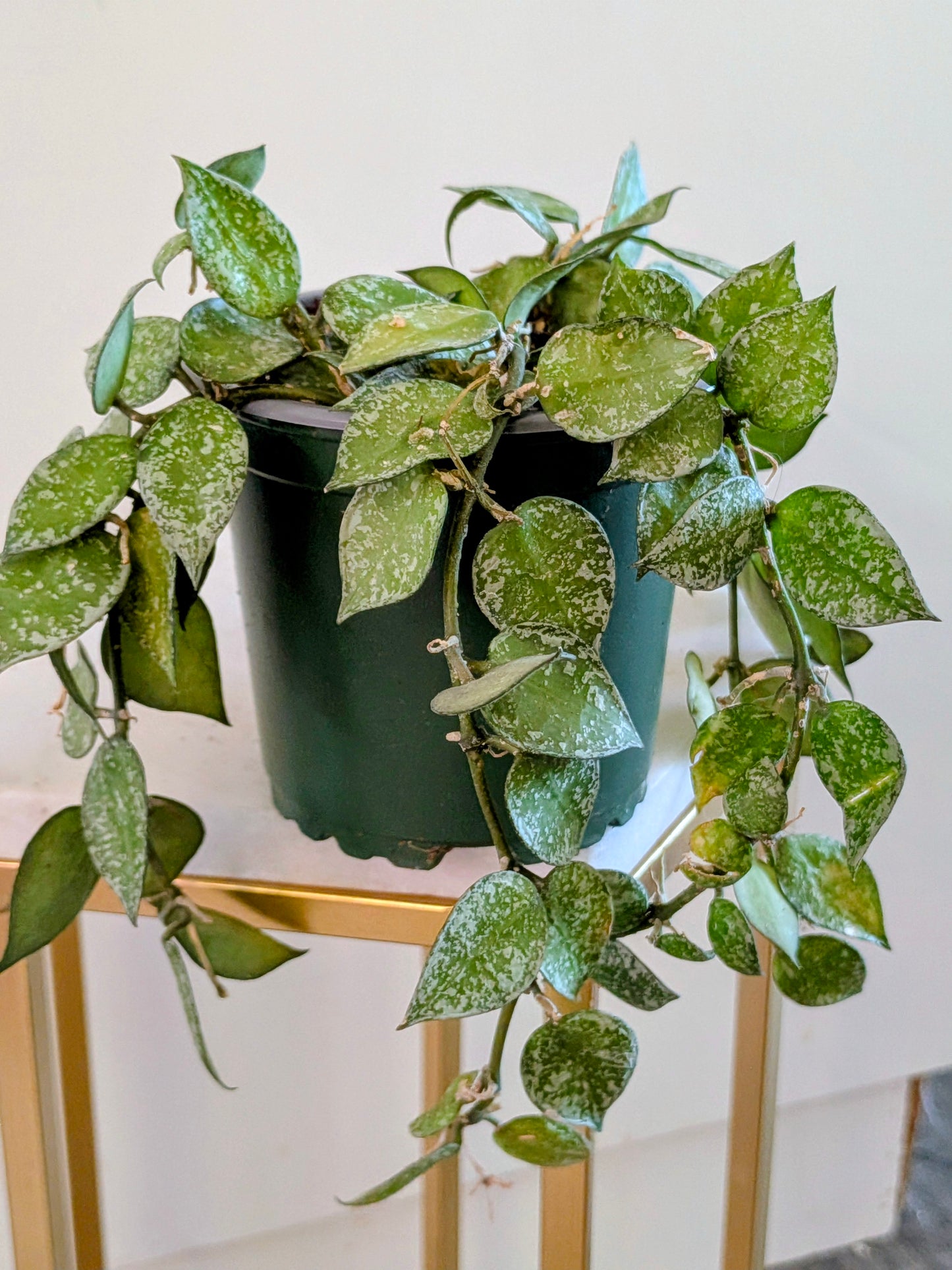 Hoya Lacunosa/Krohniana Silver
