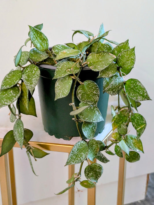 Hoya Lacunosa/Krohniana Silver