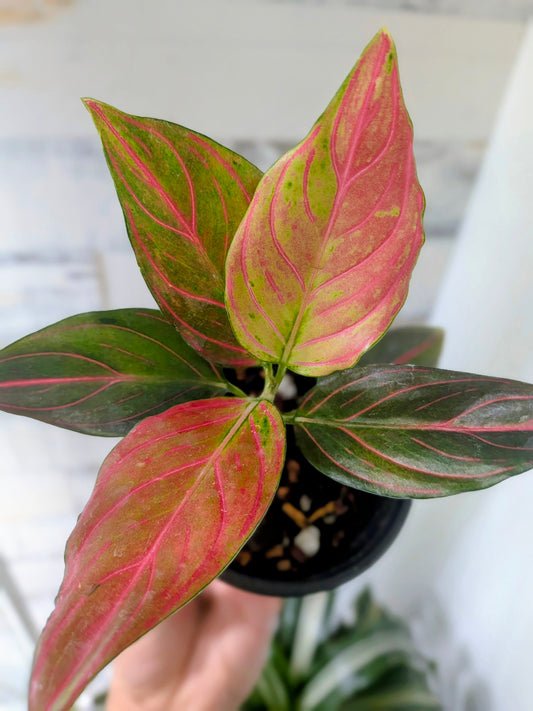 Aglaonema ‘Red Vein’