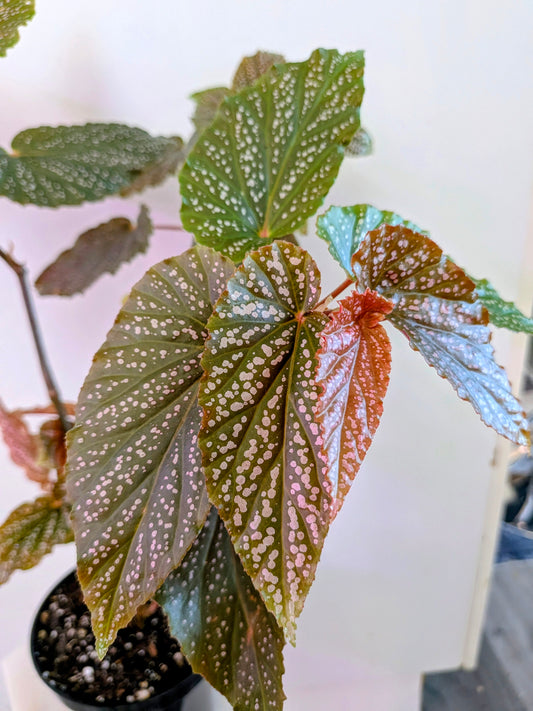 Begonia Benigo ( Pink Angel Wing Cabe Begonia)