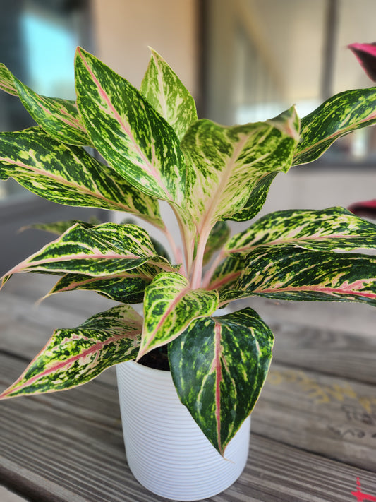 Aglaonema Siam Aurora
