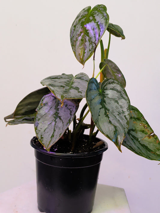 Philodendron Brandtianum