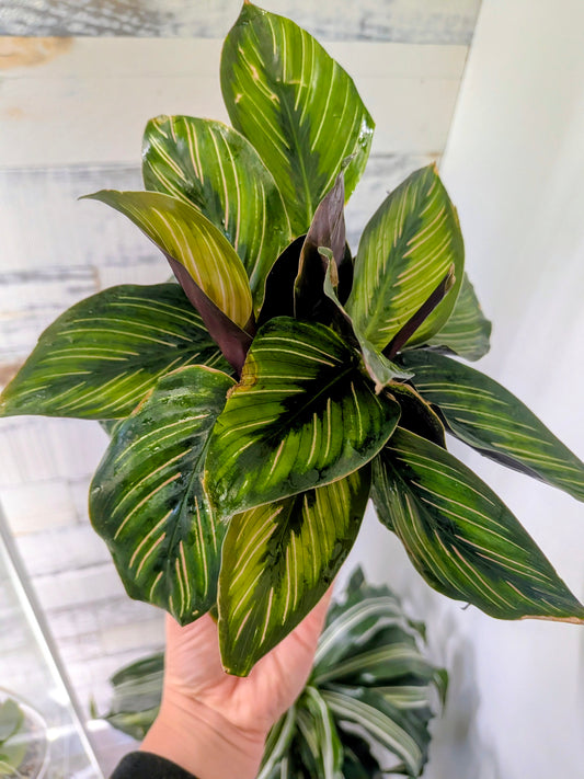 Calathea ‘Beauty Star’