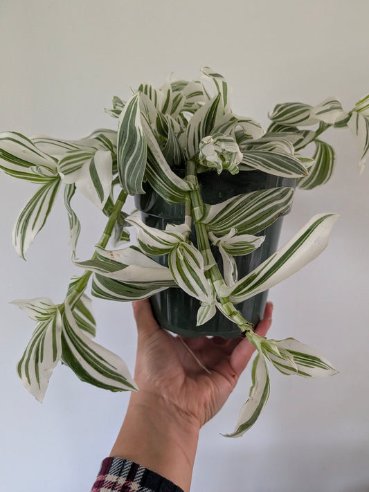 Tradescantia Pistachio White