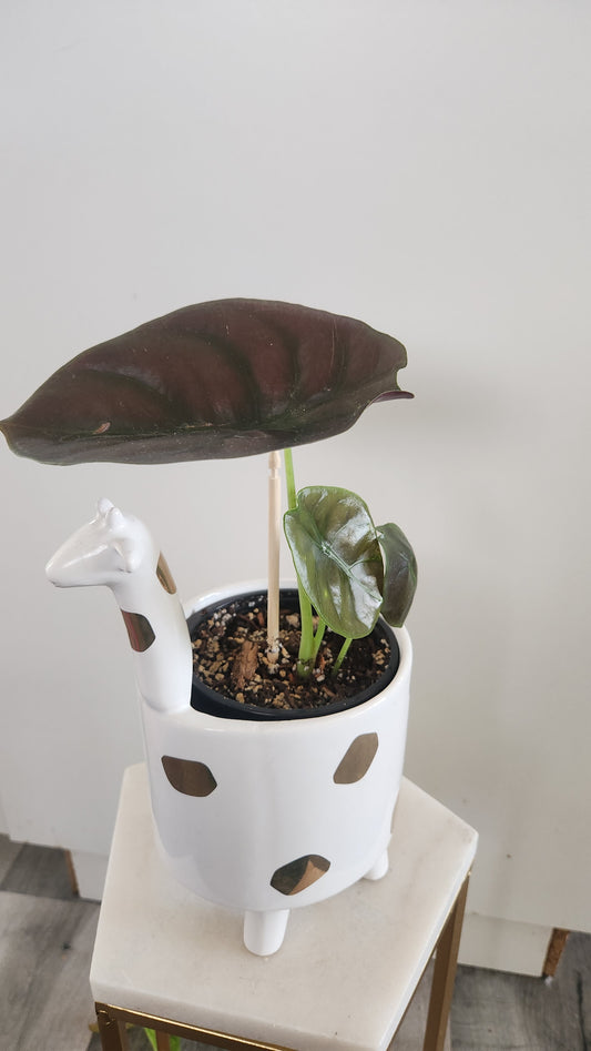 Alocasia Cuprea (Red Secret)