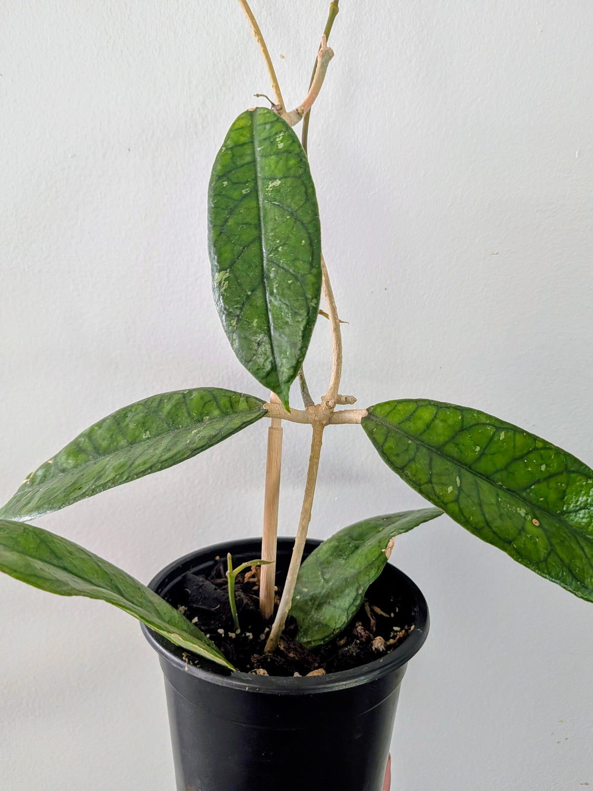 Hoya Callistophylla