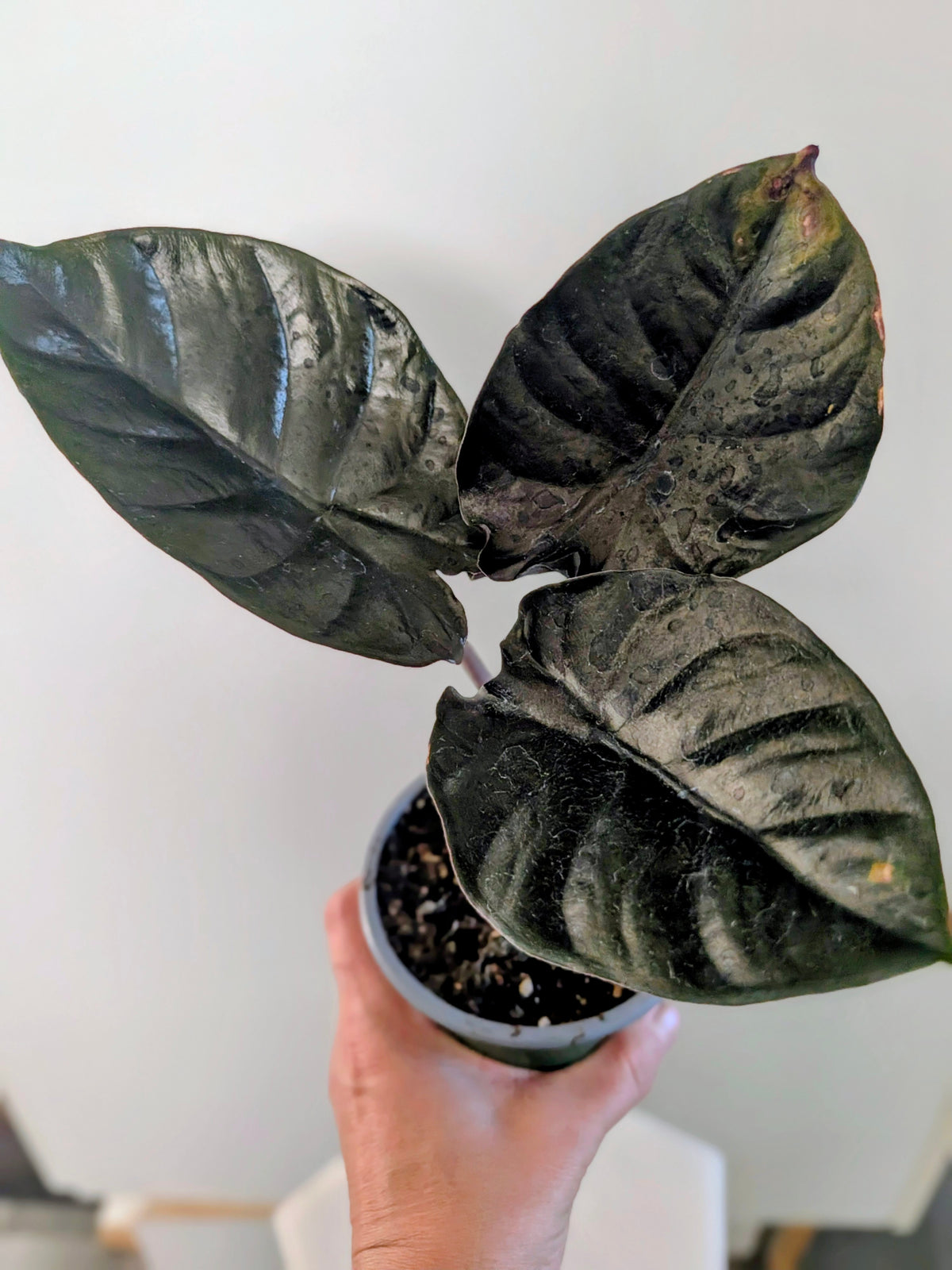 Alocasia Infernalis ‘Black Magic’
