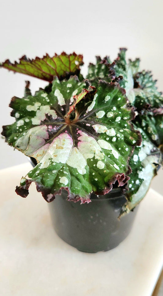 Begonia ‘Cosmic Candy’