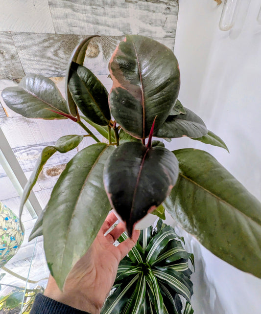 Ficus Elastica "Ruby"