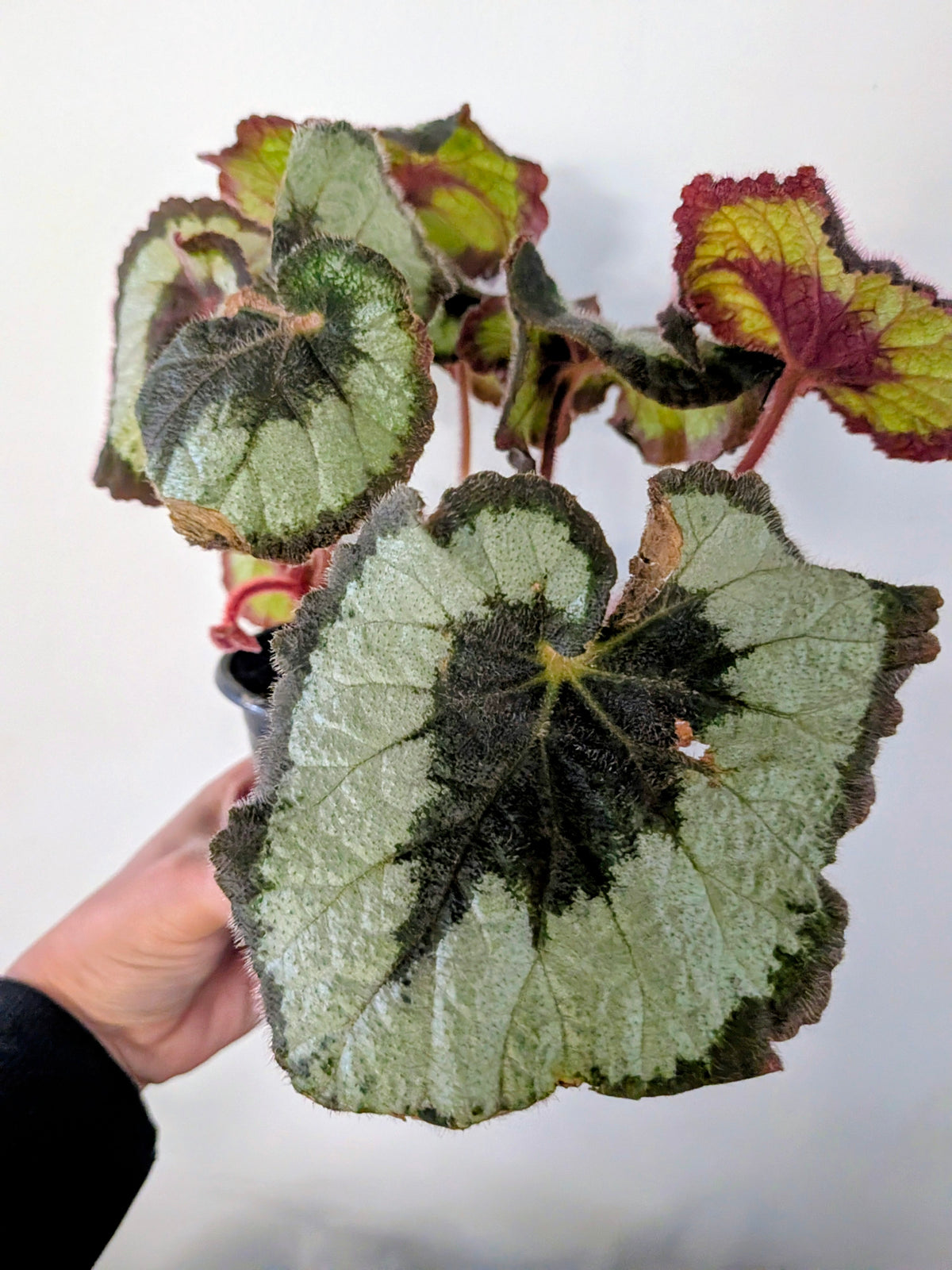Begonia Rex Escargot