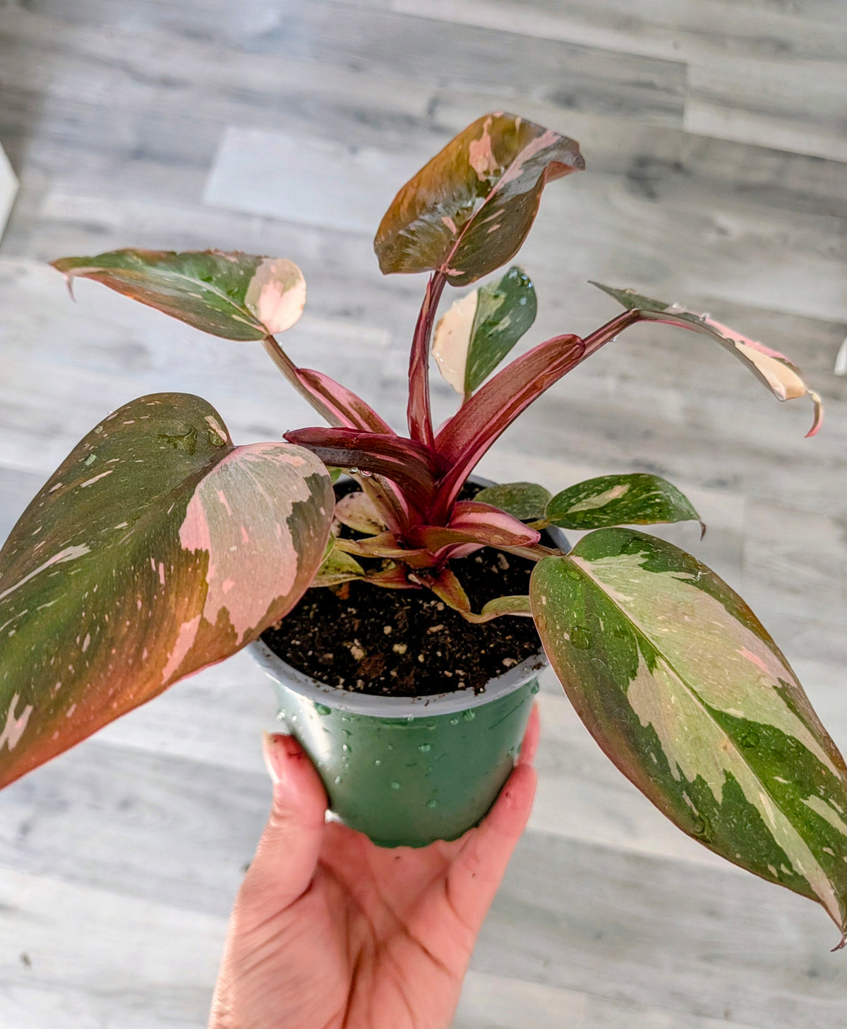 Philodendron Pink Princess