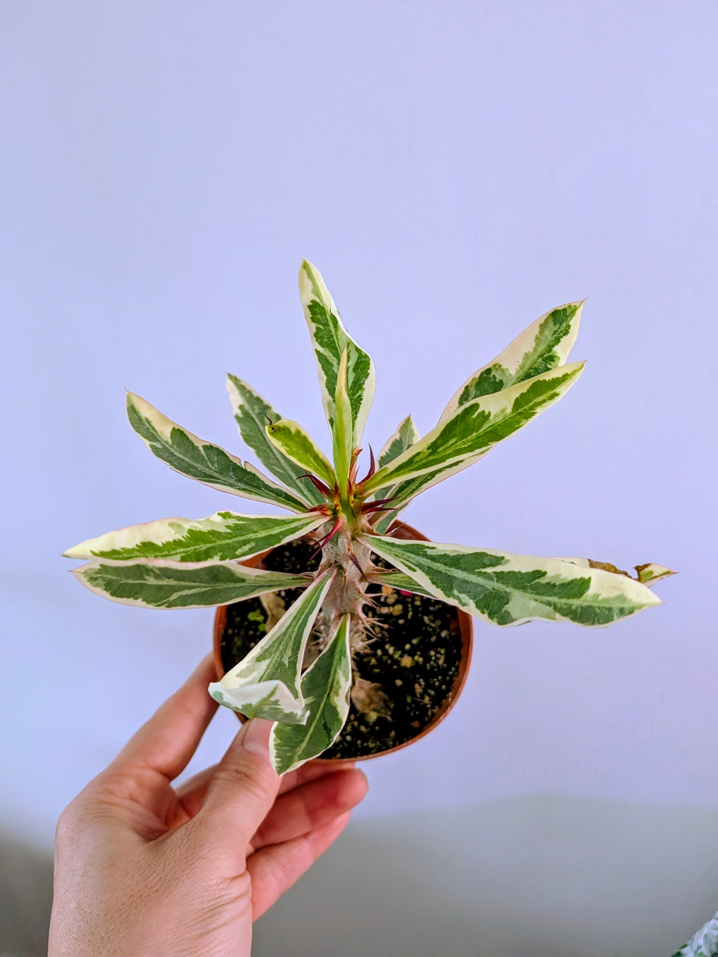 Euphorbia Milli Variegata ( Variegated Crown of Thorns)