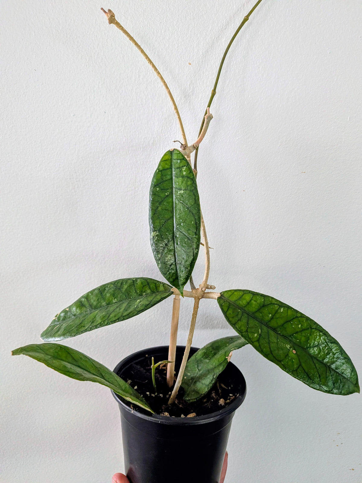 Hoya Callistophylla