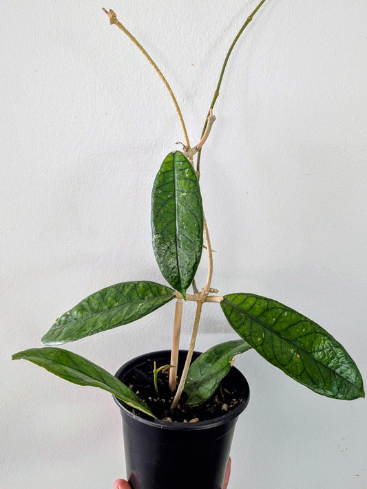 Hoya Callistophylla