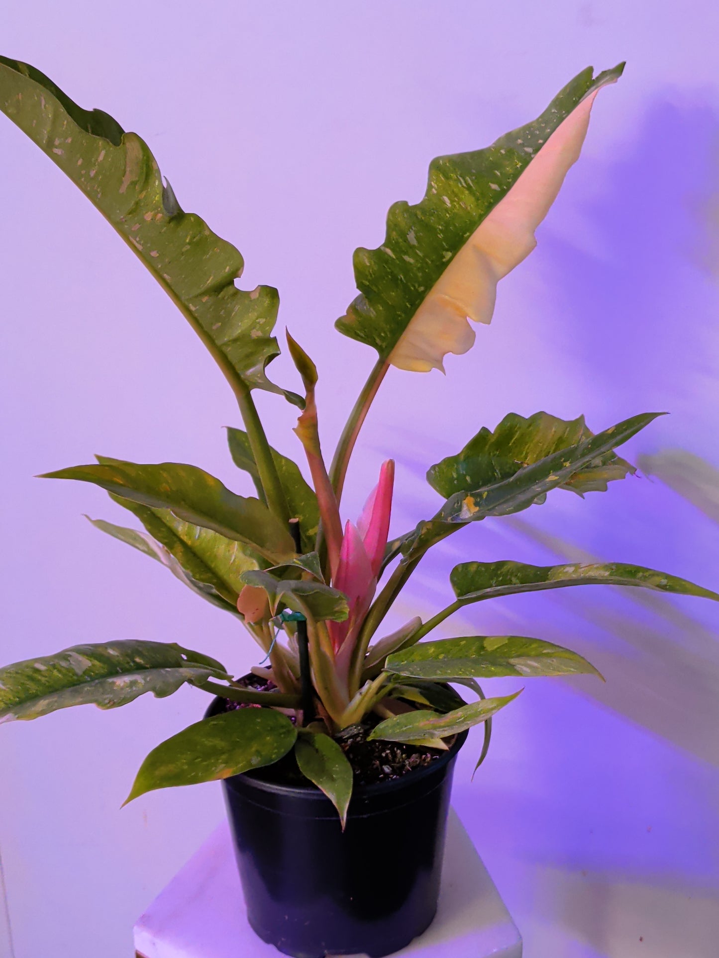 Philodendron " Ring of Fire"