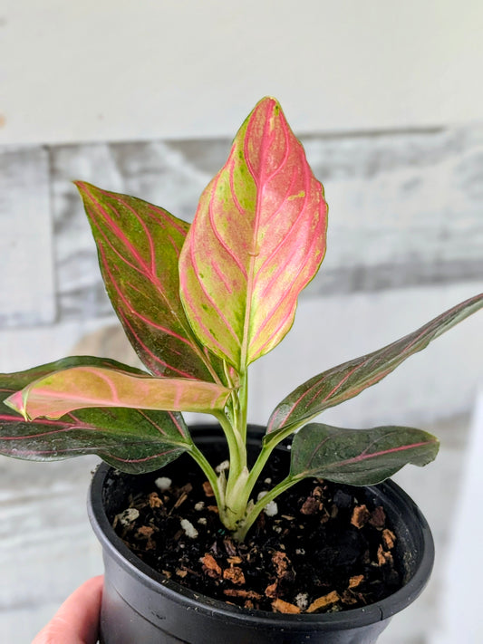 Aglaonema ‘Red Vein’