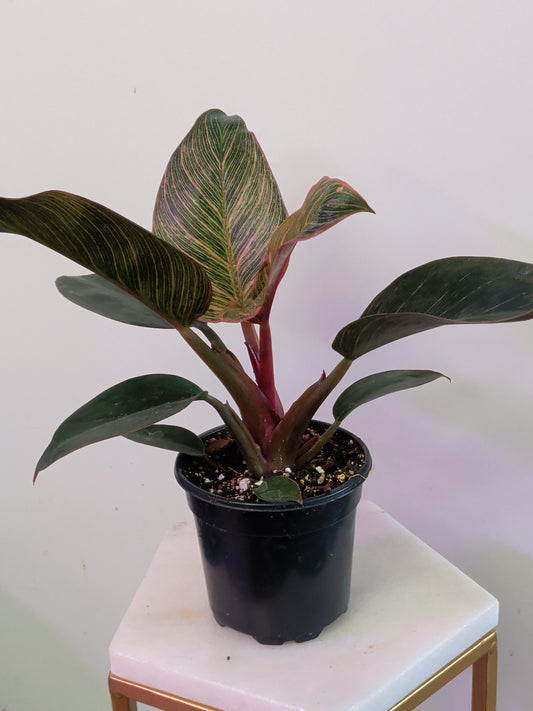 Philodendron Birkin "Pink"