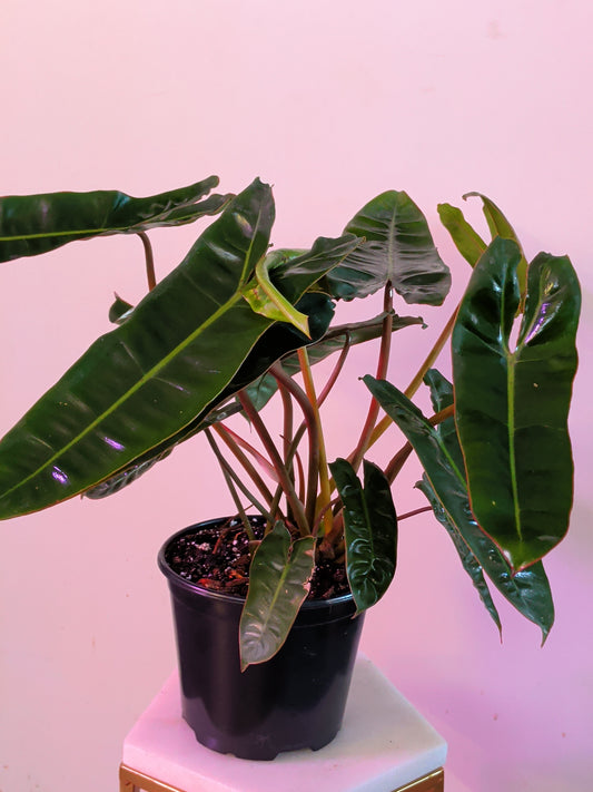 Philodendron Billetiae
