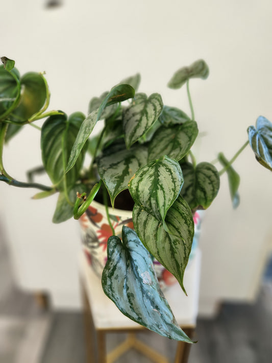 Philodendron Brandtianum