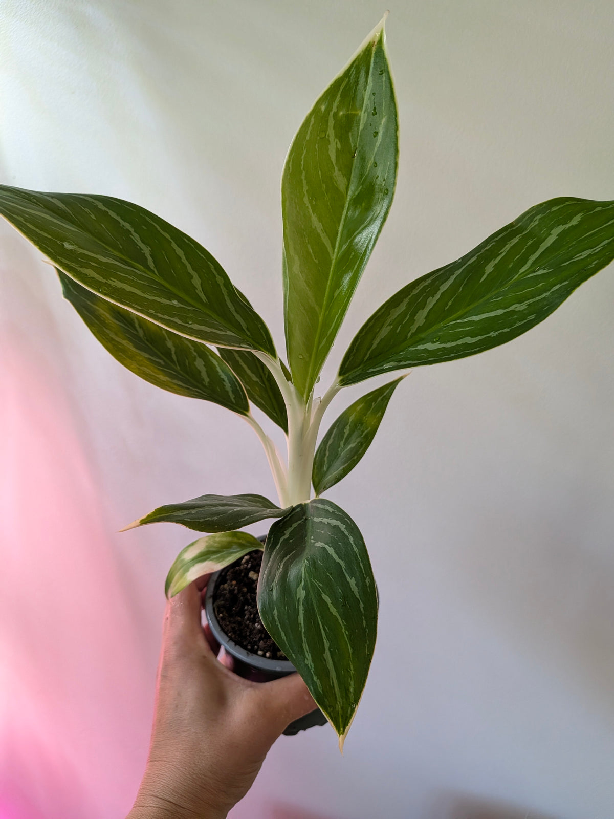 Aglaonema ‘White Stem’ | Chinese Evergreen