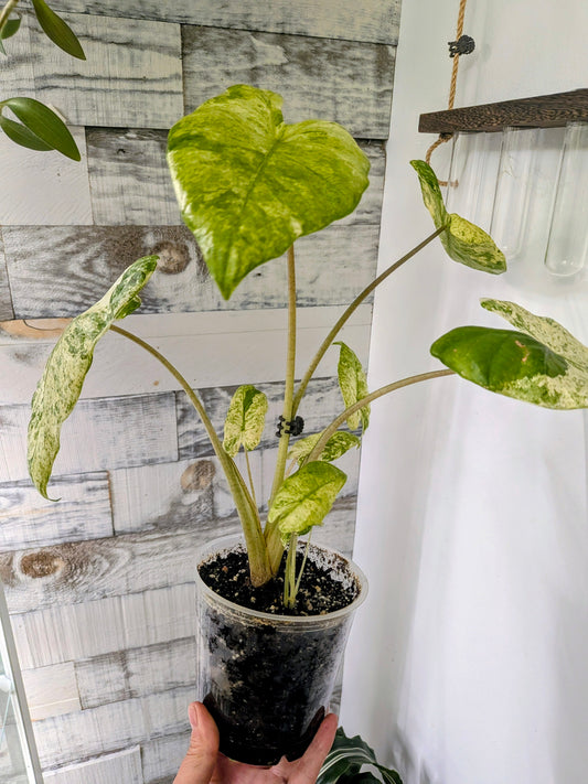 Alocasia Macrorrhiza ‘Variegata’