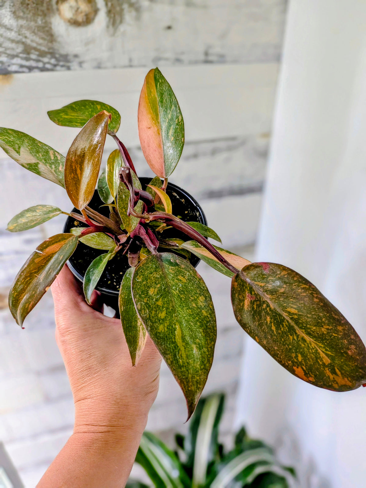Philodendron Orange Princess