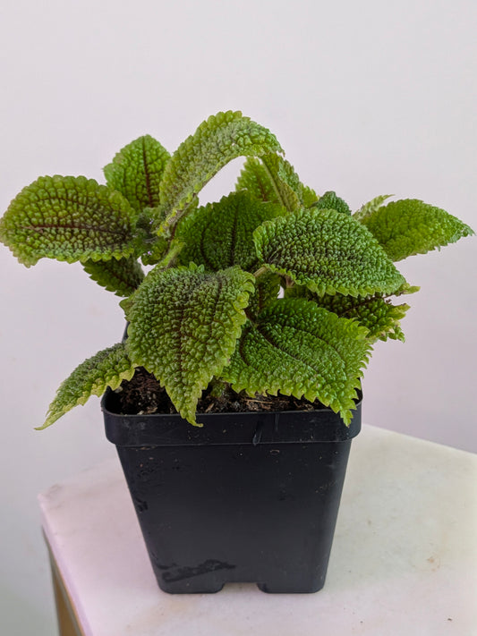 Pilea Mollis ( Moon Valley)