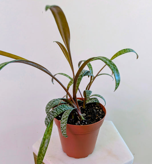 Silver Squill ( Ledebouria Socialis)