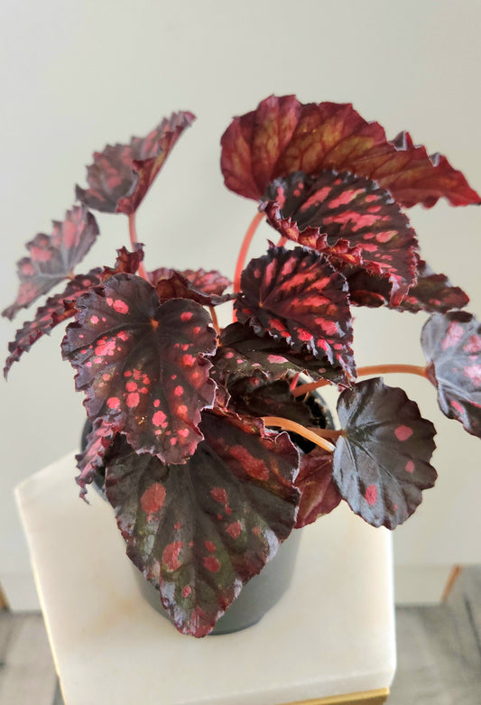 Begonia Rex "Rumba"