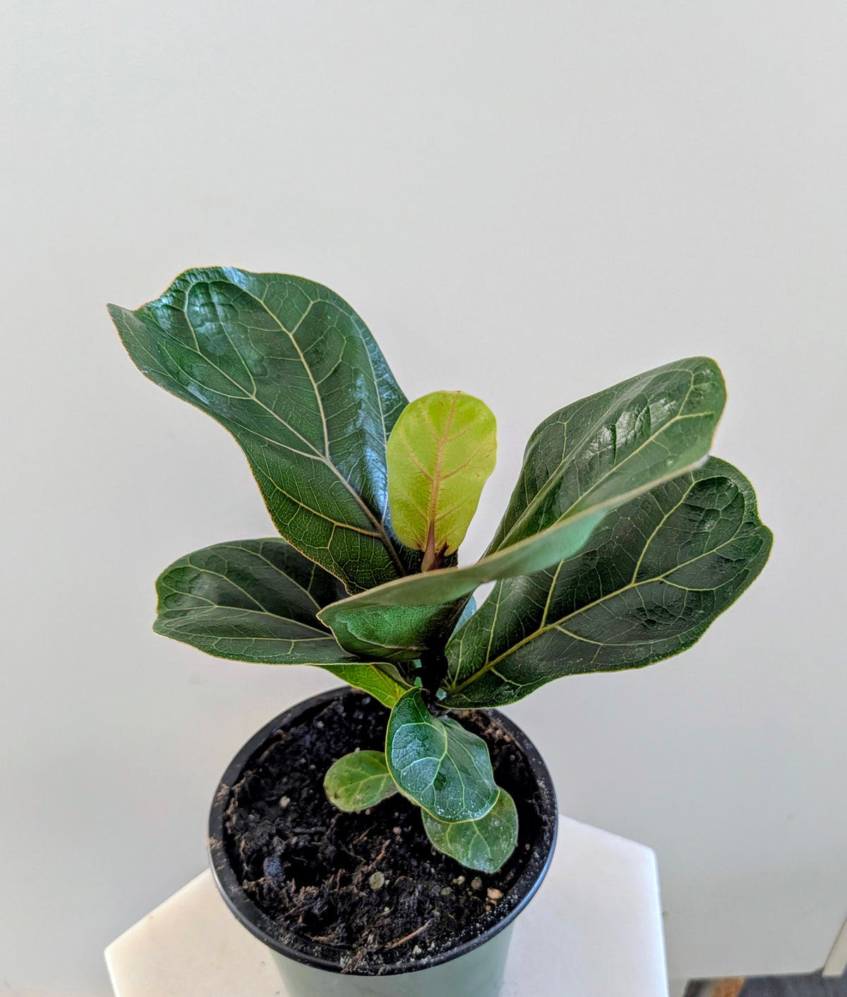 Fiddle Leaf Fig (Ficus lyrata)