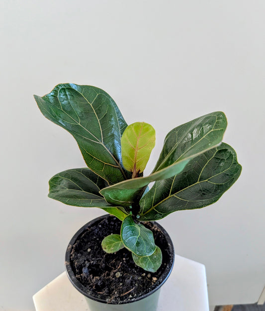 Fiddle Leaf Fig (Ficus lyrata)