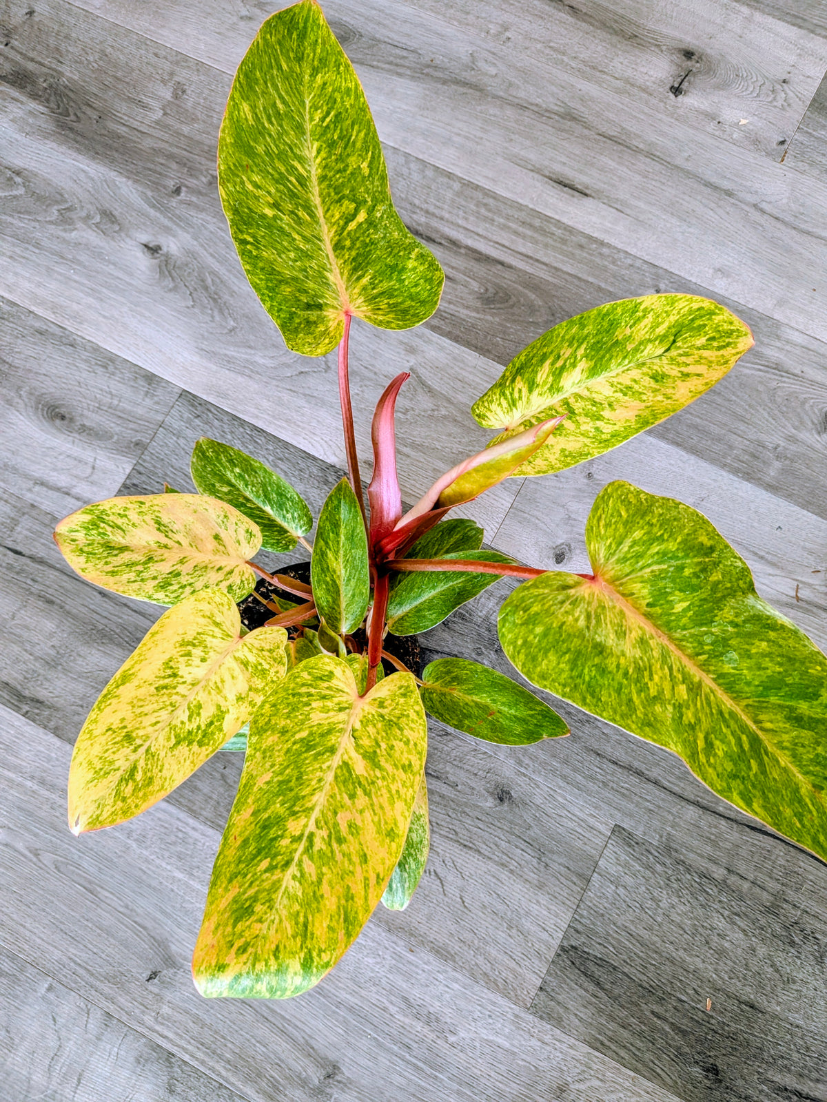 Philodendron 'Painted Lady'