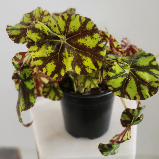Begonia Boweri "Tiger"